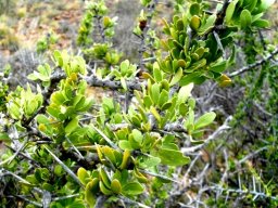 Gymnosporia buxifolia spines and leaves 
