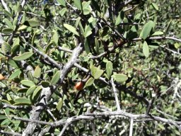 Gymnosporia szyszylowiczii leaves and branches