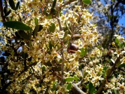 Gymnosporia szyszylowiczii flowering