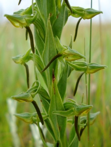Habenaria anguiceps flowers
