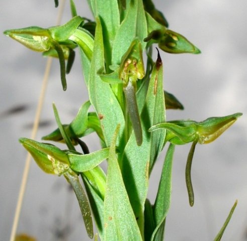 Habenaria anguiceps