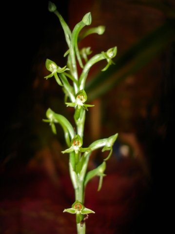 Habenaria arenaria