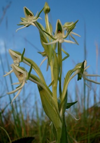 Habenaria barbertoni