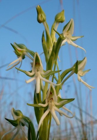 Habenaria barbertoni inflorescence