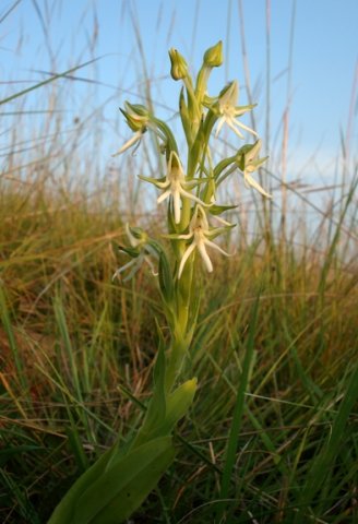 Habenaria barbertoni leaves