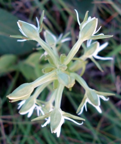 Habenaria barbertoni from above