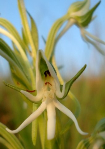 Habenaria barbertoni flower