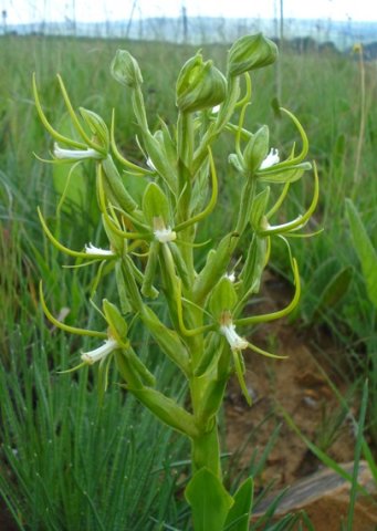 Habenaria clavata