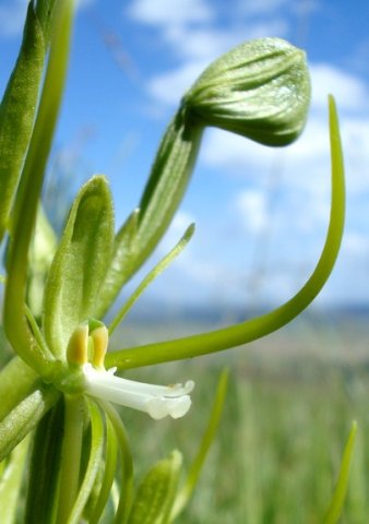 Habenaria clavata flower