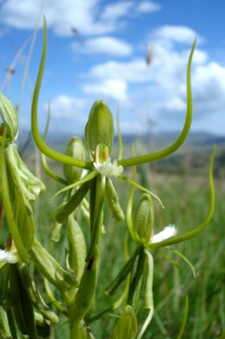 Habenaria clavata petal lobes raised