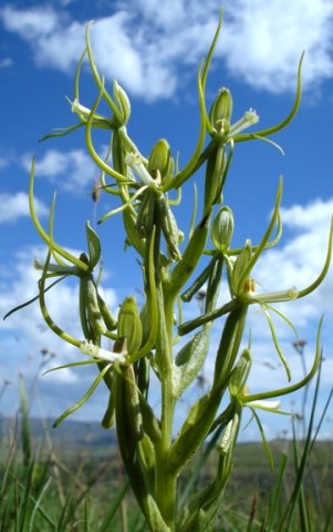 Habenaria clavata inflorescence