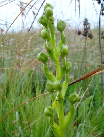 Habenaria cornuta buds