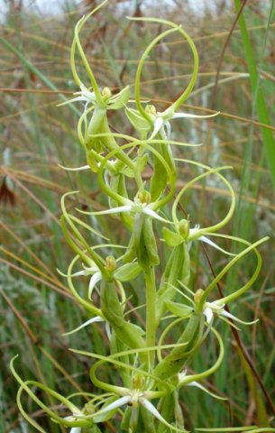 Habenaria cornuta sepal arm domination