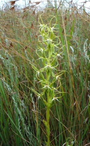 Habenaria cornuta in the grass