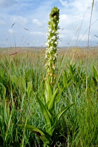 Habenaria dives in grass