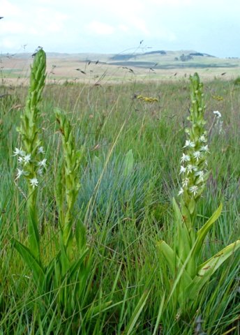 Habenaria dives