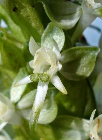 Habenaria dives flower