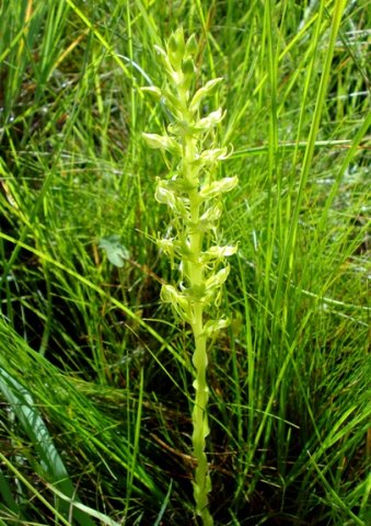 Habenaria dregeana
