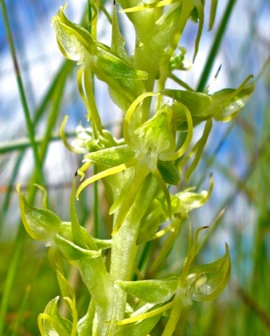 Habenaria dregeana flower