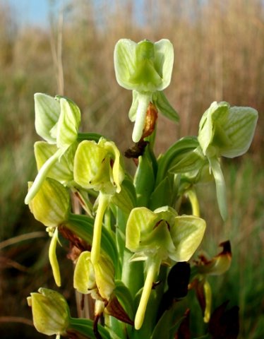 Habenaria epipactidea inflorescence apex