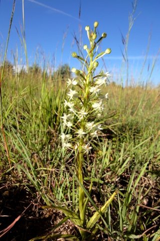 Habenaria falcicornis subsp. caffra