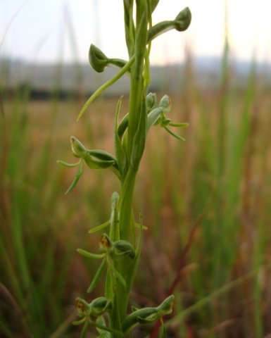 Habenaria filicornis green threads