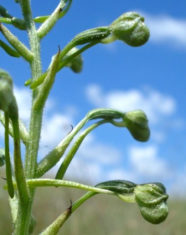 Habenaria galpinii buds