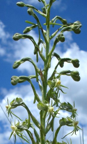 Habenaria galpinii arching flowers