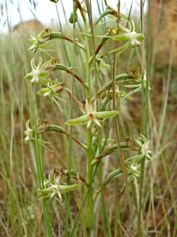 Habenaria humilior inflorescence