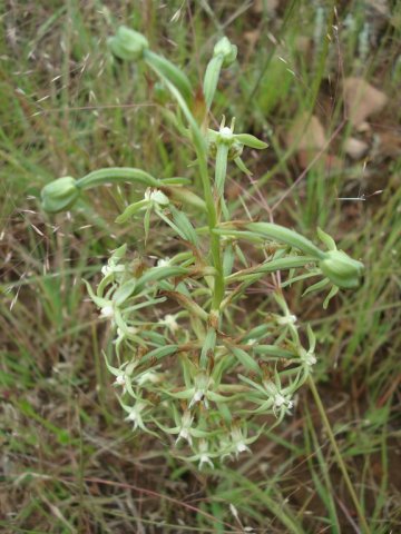 Habenaria humilior