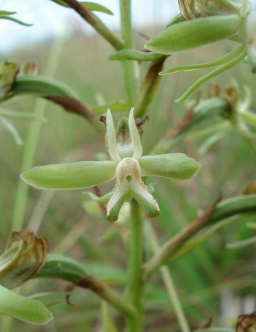 Habenaria humilior flower