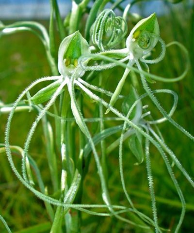 Habenaria