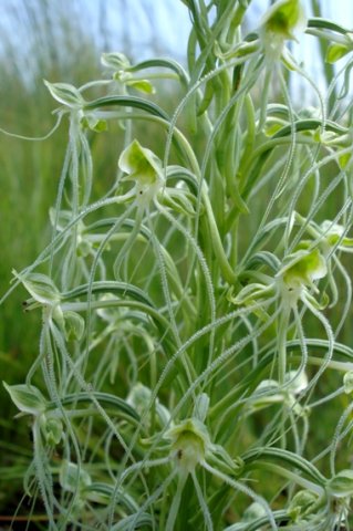Habenaria kraenzliniana pale threads