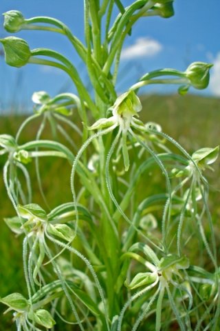 Habenaria kraenzliniana buds and flowers