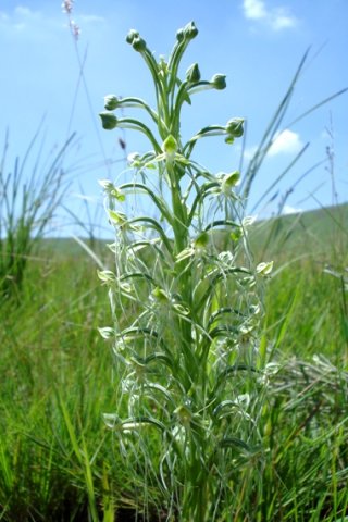 Habenaria kraenzliniana