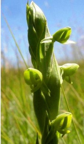 Habenaria laevigata flower