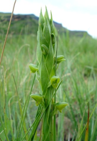 Habenaria laevigata bracts