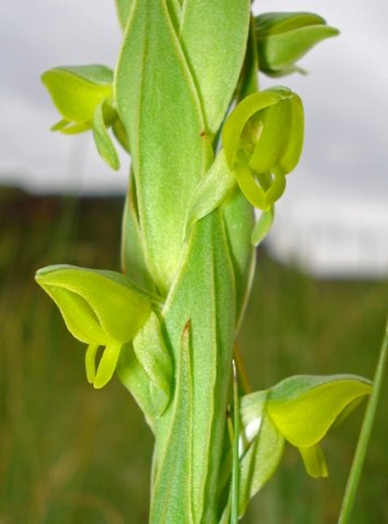 Habenaria laevigata flowers