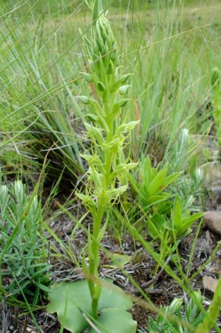 Habenaria lithophila