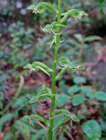 Habenaria malacophylla