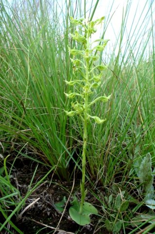 Habenaria mossii leaves