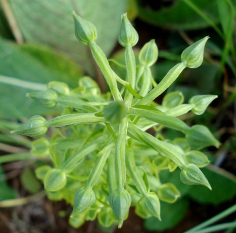 Habenaria mossii from above