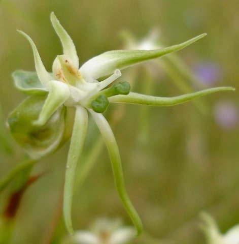 Habenaria nyikana subsp. nyikana pointing everywhere