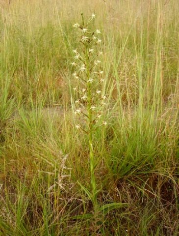 Habenaria nyikana subsp. nyikana
