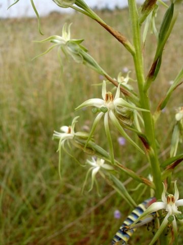 Habenaria nyikana subsp. nyikana flowers being eaten