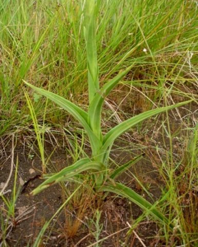 Habenaria nyikana subsp. nyikana leaves