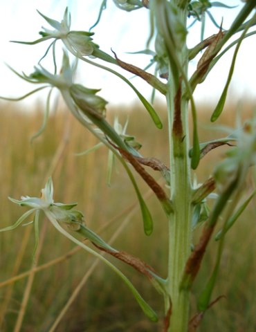 Habenaria nyikana subsp. nyikana spurs