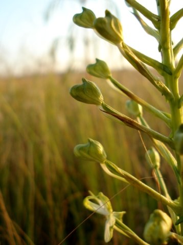 Habenaria nyikana subsp. nyikana buds