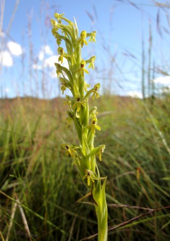 Habenaria pseudociliosa inflorescence