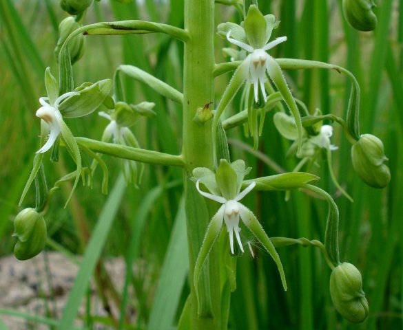 Habenaria schimperiana 